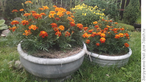 В этом году два больших вазона решила засадить смесью бархатцев
