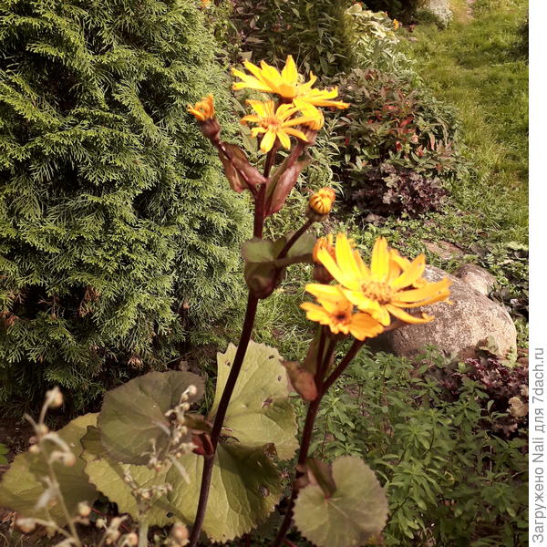 Бузульник зубчатый &amp;quot;Дездемона&amp;quot;