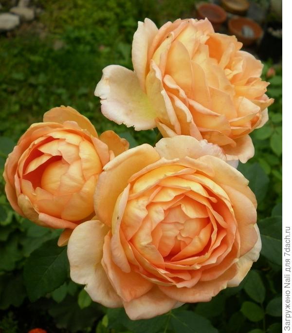 Роза "Lady of Shalott"