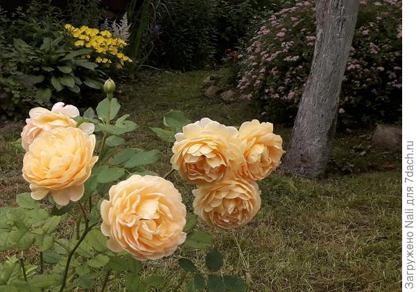 А это джентельмен "Thomas Graham"