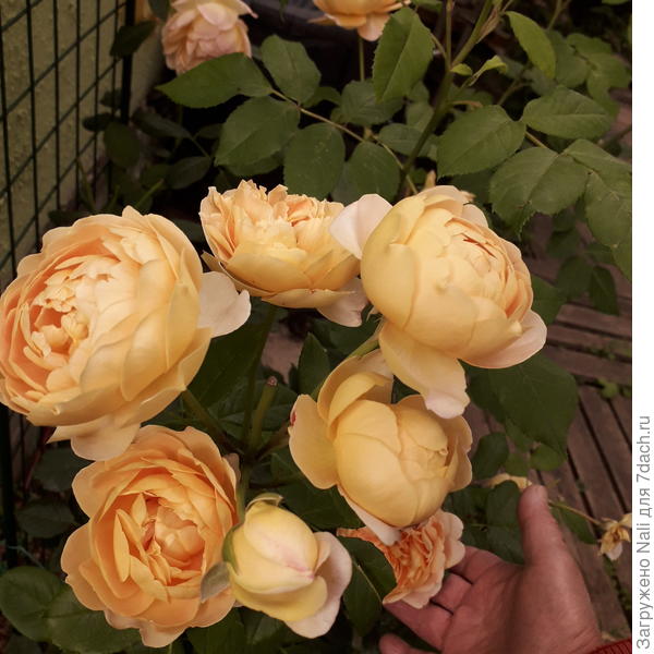 Роза "Golden Celebration"