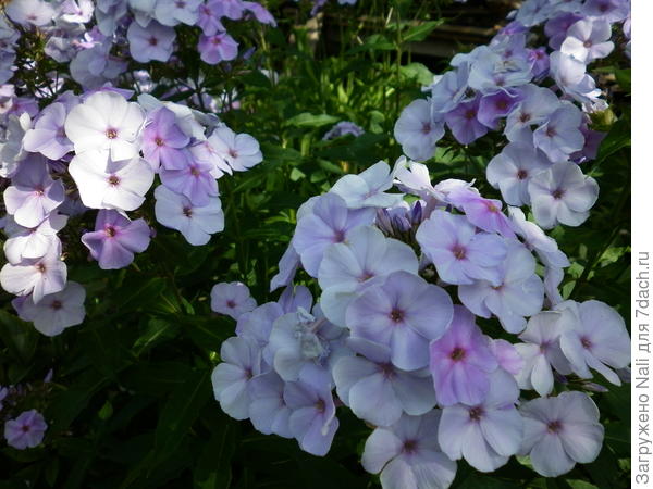 Этот сорт, кажется, называется &amp;quot;Сиреневый костюм&amp;quot;. Есть еще один, очень похожий на него.