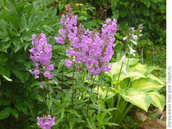 Самый ранний, очень устойчивый к болезням.