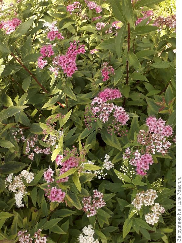 Цветы - от белых до ярко-розовых