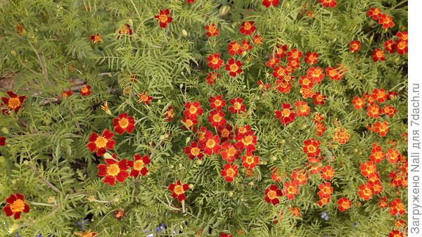 Вместо оранжевых - красные, с желтой серединкой.