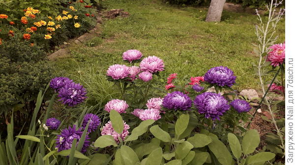 А это астры, такими они были в середине августа