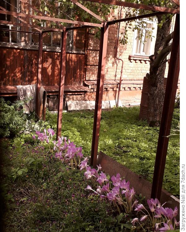 Безвременники у соседки