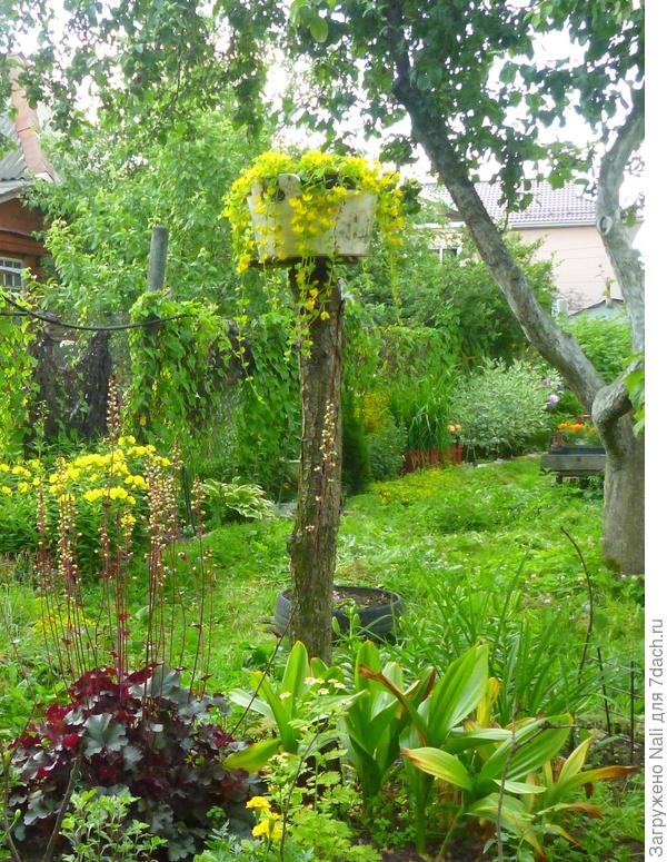 Здесь он как ампельное, на грушевом пеньке. Пышного &quot;водопада&quot;, правда, не получилось, но цвел красиво.