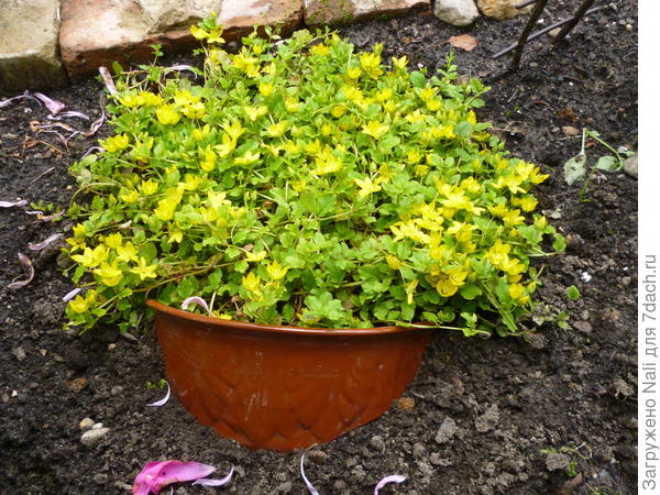 Осколок разбитого горшка послужил для него удачным обрамлением