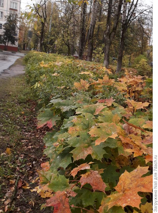 Изгородь из акации и клена