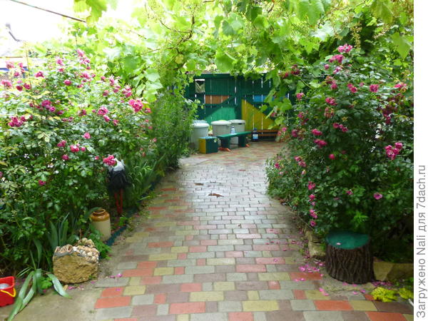 Плетистые розы, виноград.