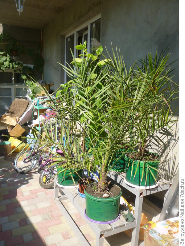 Финиковые пальмы лет 5 назад, сейчас уже гораздо больше.