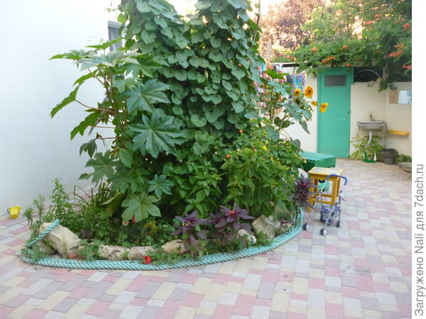 Островок зелени, где растут клещевина, ипомея, мирабилис, амарант. На заднем плане цветущий кампсис.