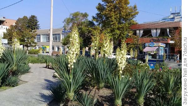 Юкки в Анапе