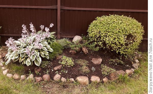 После. Можжевельник приподняла, подложив под него камешки, остальные растения высадила по небольшому кусочку (очитки, травянка. камнеломки)