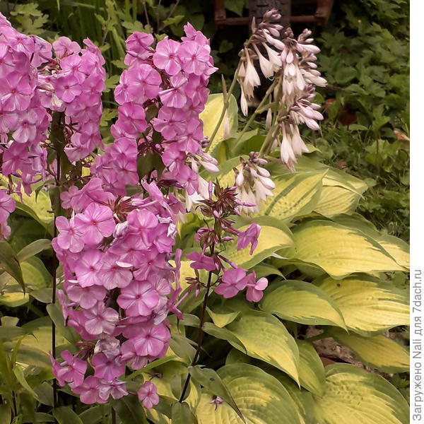 Хоста рядом с флоксом. По-моему, очень милый нюанс))