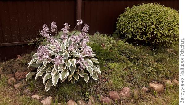 До того. Вся горка заросла травой, очитками и другими почвопокровниками. Где-то под ними &quot;погребен&quot; стелющийся можжевельник...