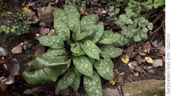 Медуница. Как маленькая хоста, но с более скромным характером))