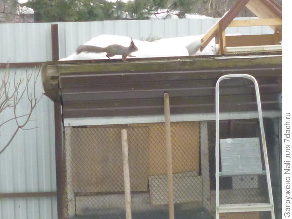 белка спешит на обед)