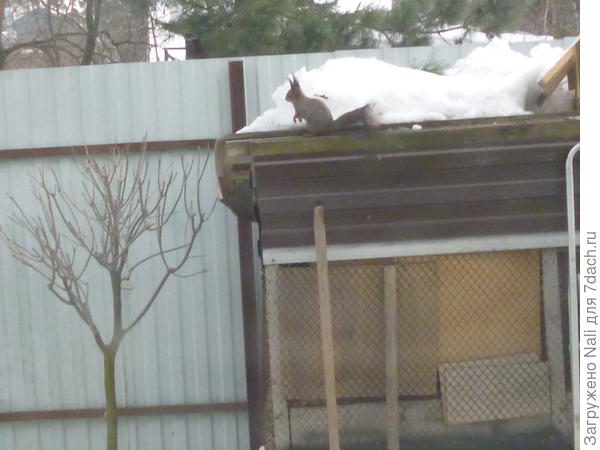 сидит в классической беличьей позе, позирует))