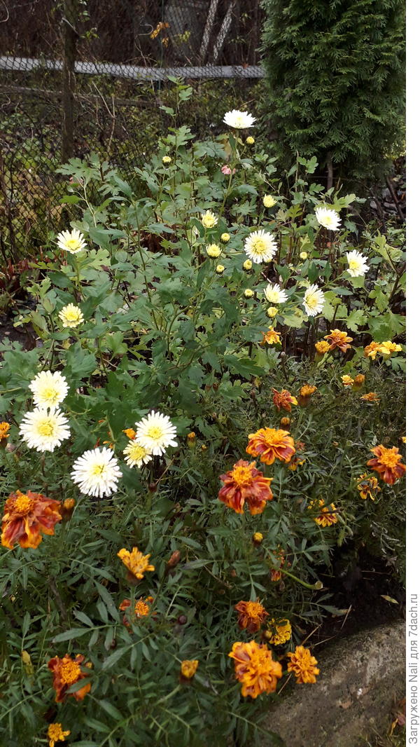 Поздние хризантемы