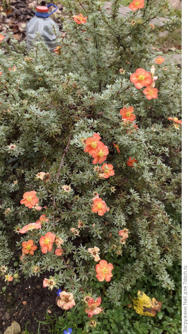 Лапчатка красная