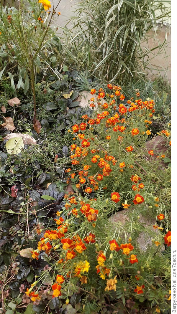 тонколистные бархатцы