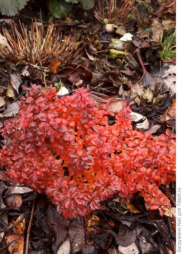 Фото не передает его яркости