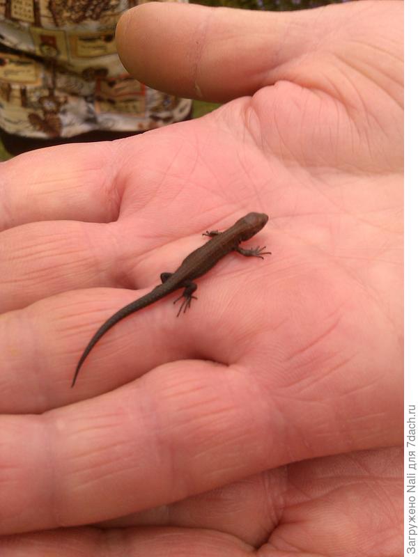 Кажется, это тритончик. А может ящерка?