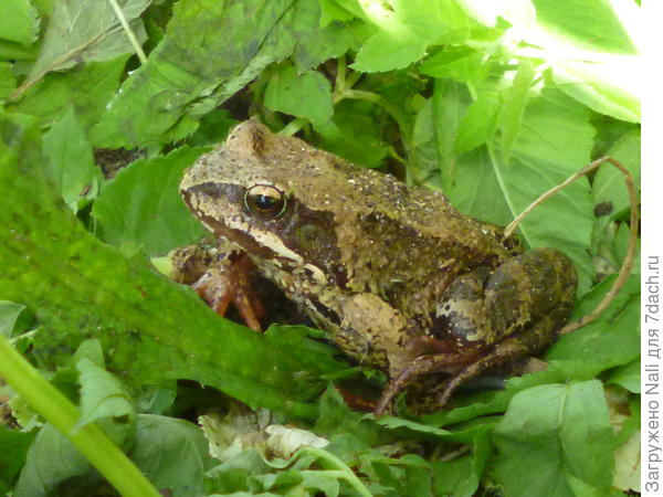 Мне всегда казалось, что у лягушек очень умный взгляд)