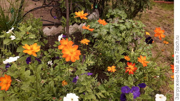 космея серно-жёлтая