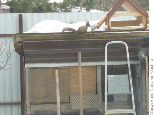 Белка прибежала.