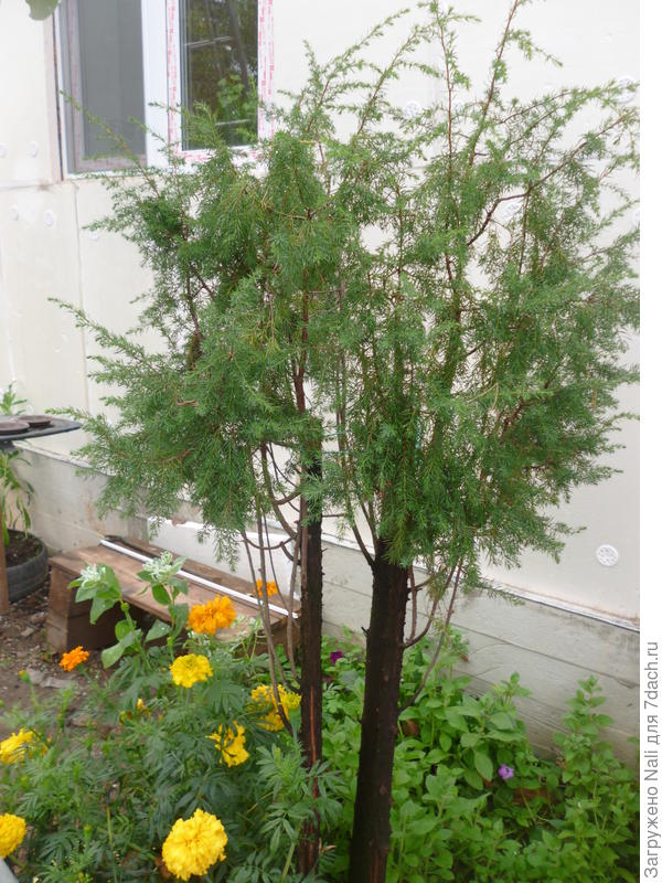 Вот таким он был после обрезки.