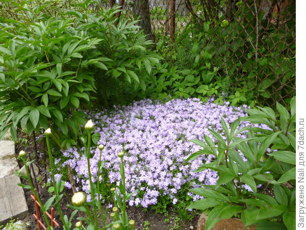 Среди пионов