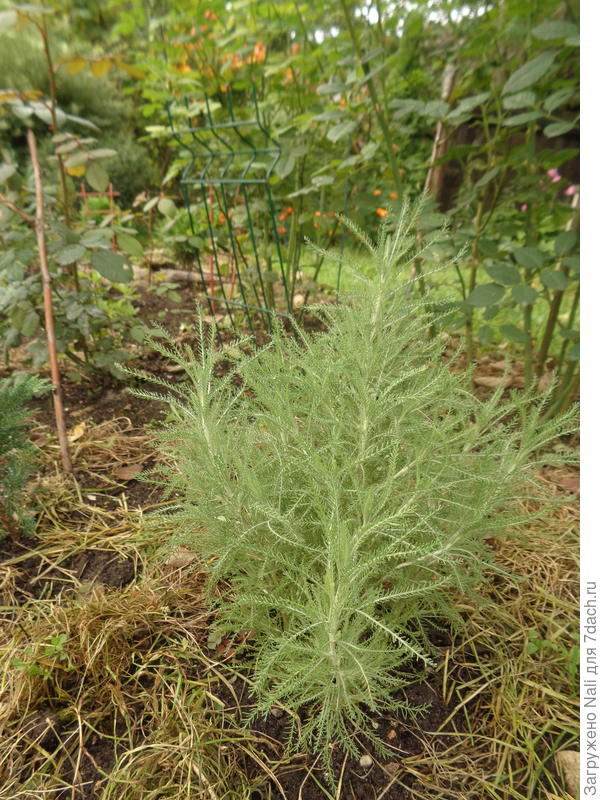 Сантолина. Здесь одно растение, два других пересадила.