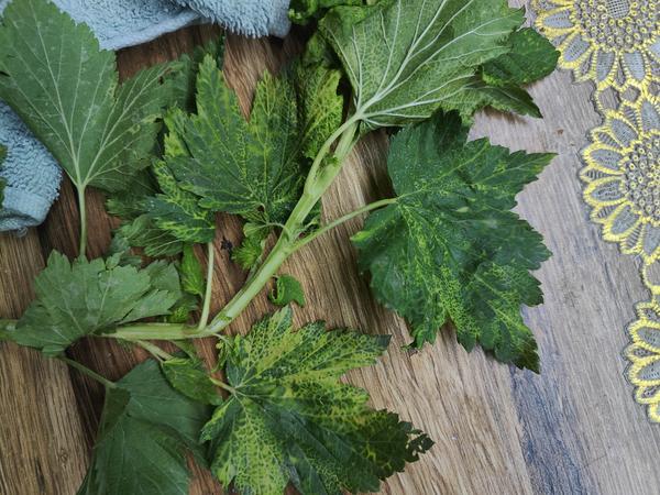 Мраморные листья на смородине