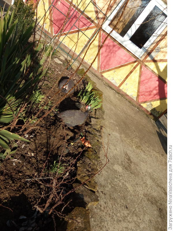 Цесарки загорают