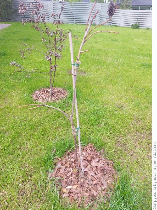 Сверху все как будто гибко но на срез гнилой.