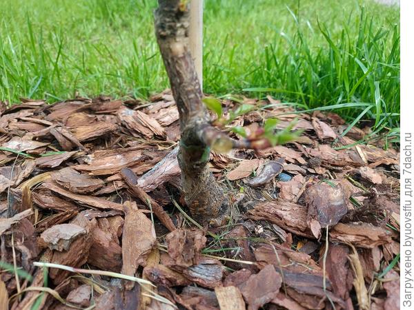 До прививки от корня пойдёт дичка?