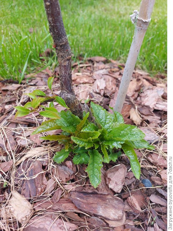 Подскажите пожалуйста поросль убирать? Оставить только то что выше прививки?