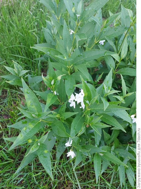 Дейция. Тоже самое.