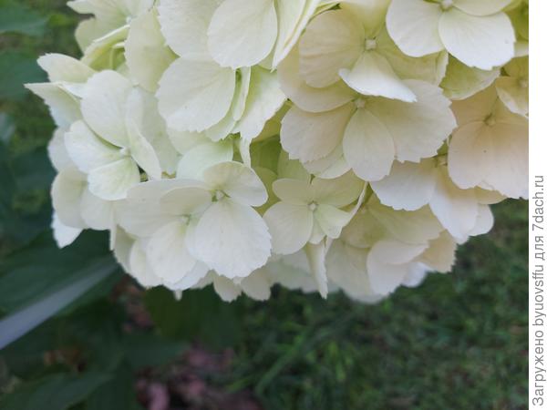 Вот если видно край лепестков какой в зубчик