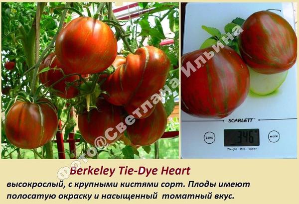 Беркли ТДХ