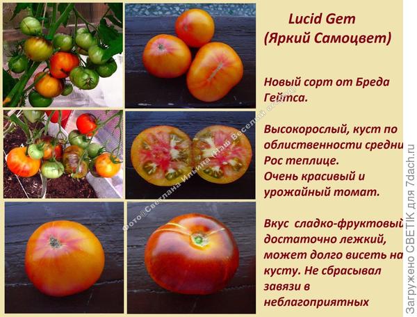 Яркий самоцвет