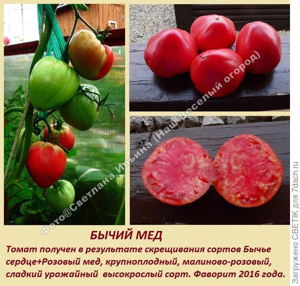 Бычий мед