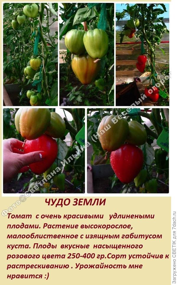 Сорт томата чудо земли фото и описание
