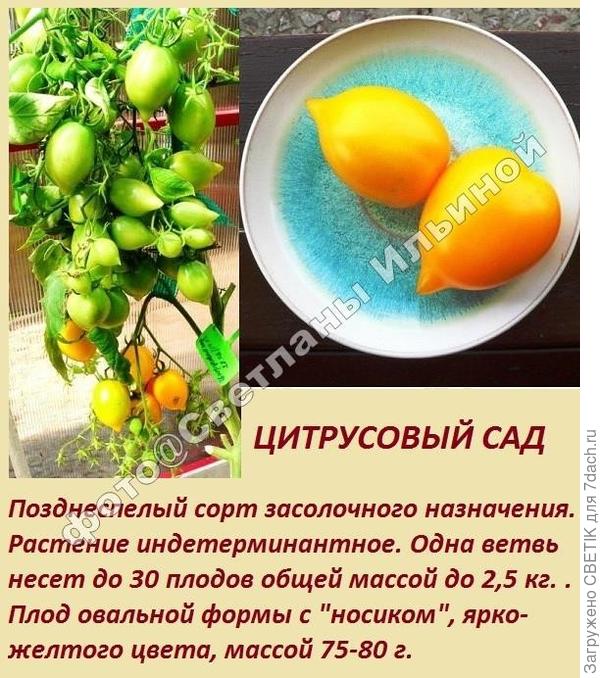ЦС