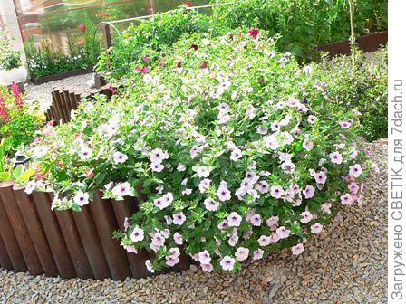 петунька на клумбе