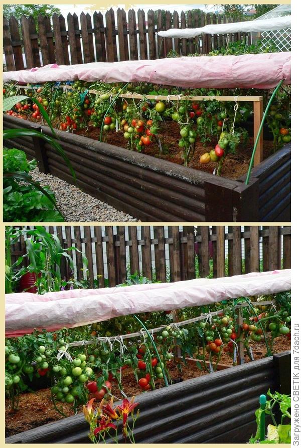 томатные грядки