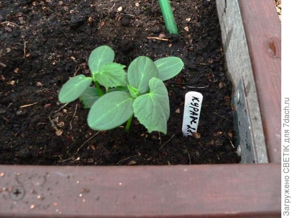 Кураж на грядке